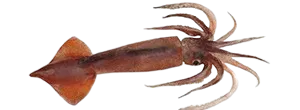 Gould's squid