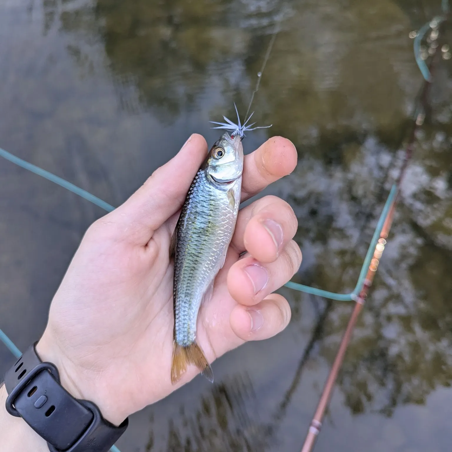 The most recent Emerald shiner catches on Fishbrain