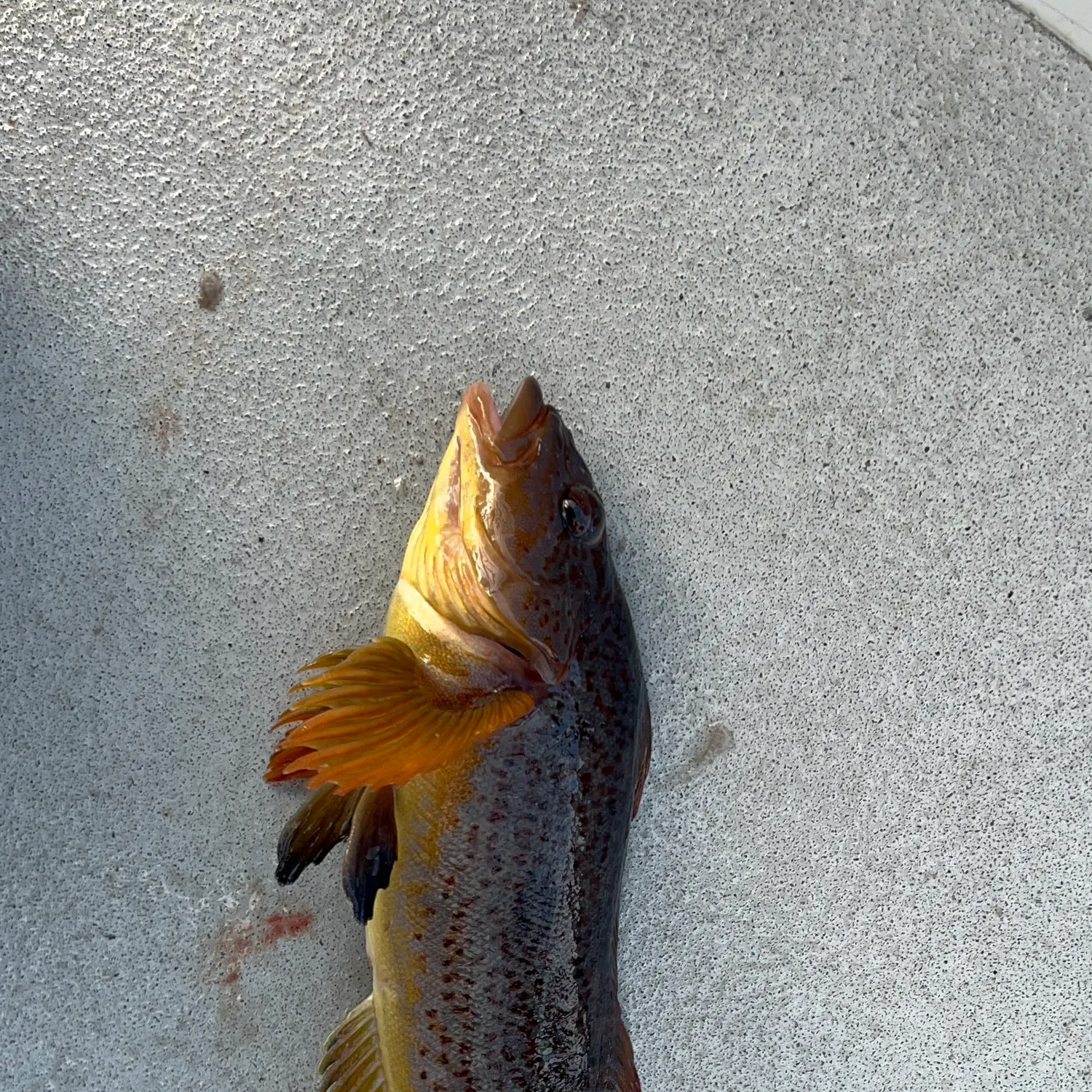 The most recent Kelp greenling catches on Fishbrain