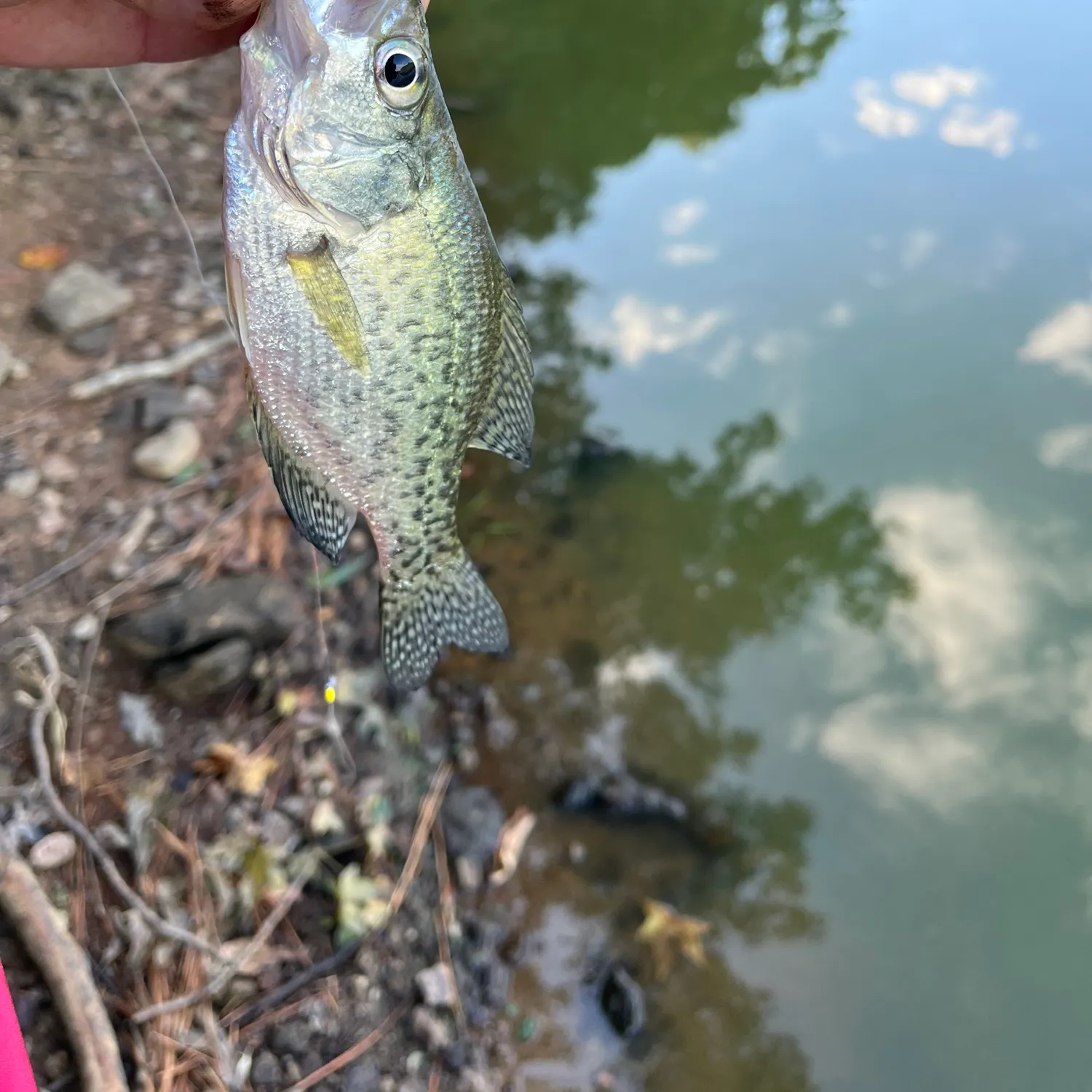 White crappie caught on Fishbrain