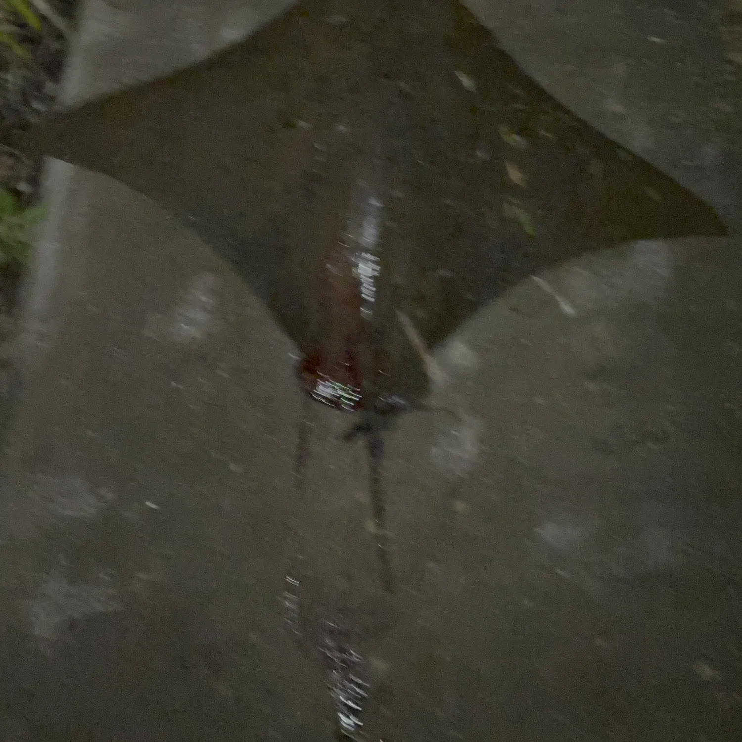 The most recent Cownose Ray catches on Fishbrain