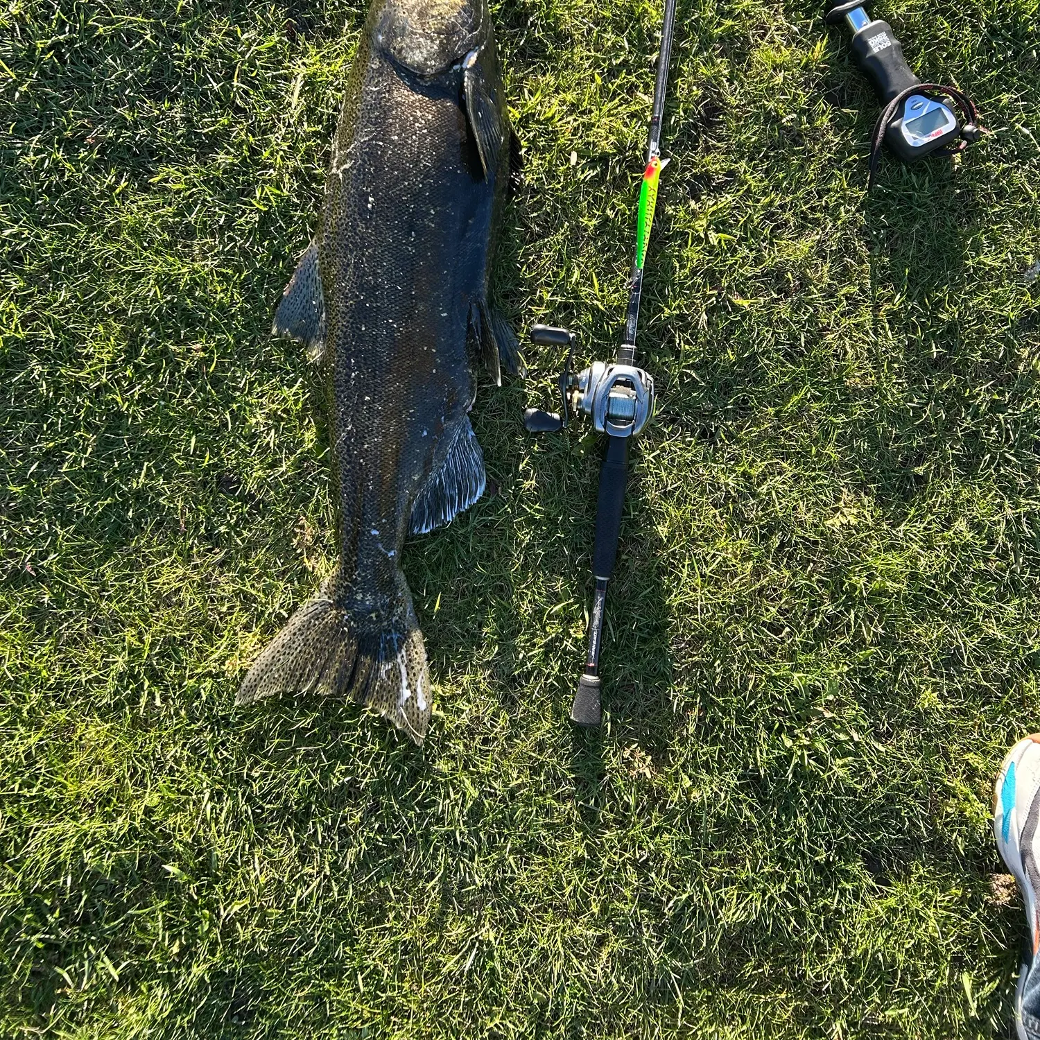 Chinook salmon caught on Fishbrain