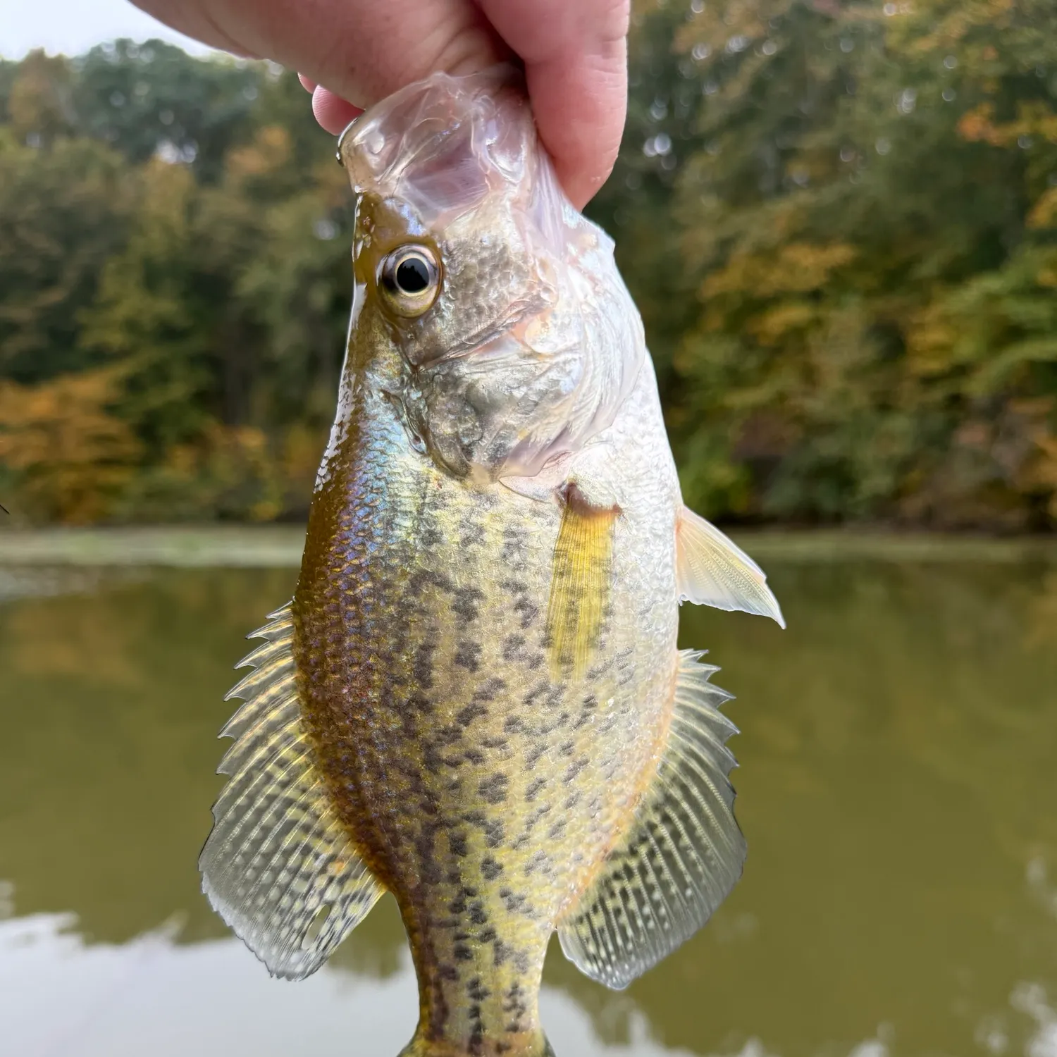 Black crappie caught on Fishbrain