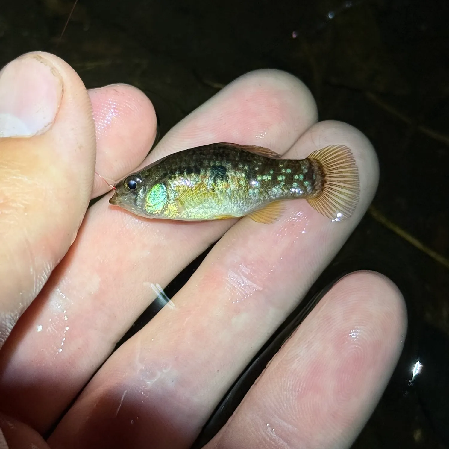 The most recent Flagfish catches on Fishbrain
