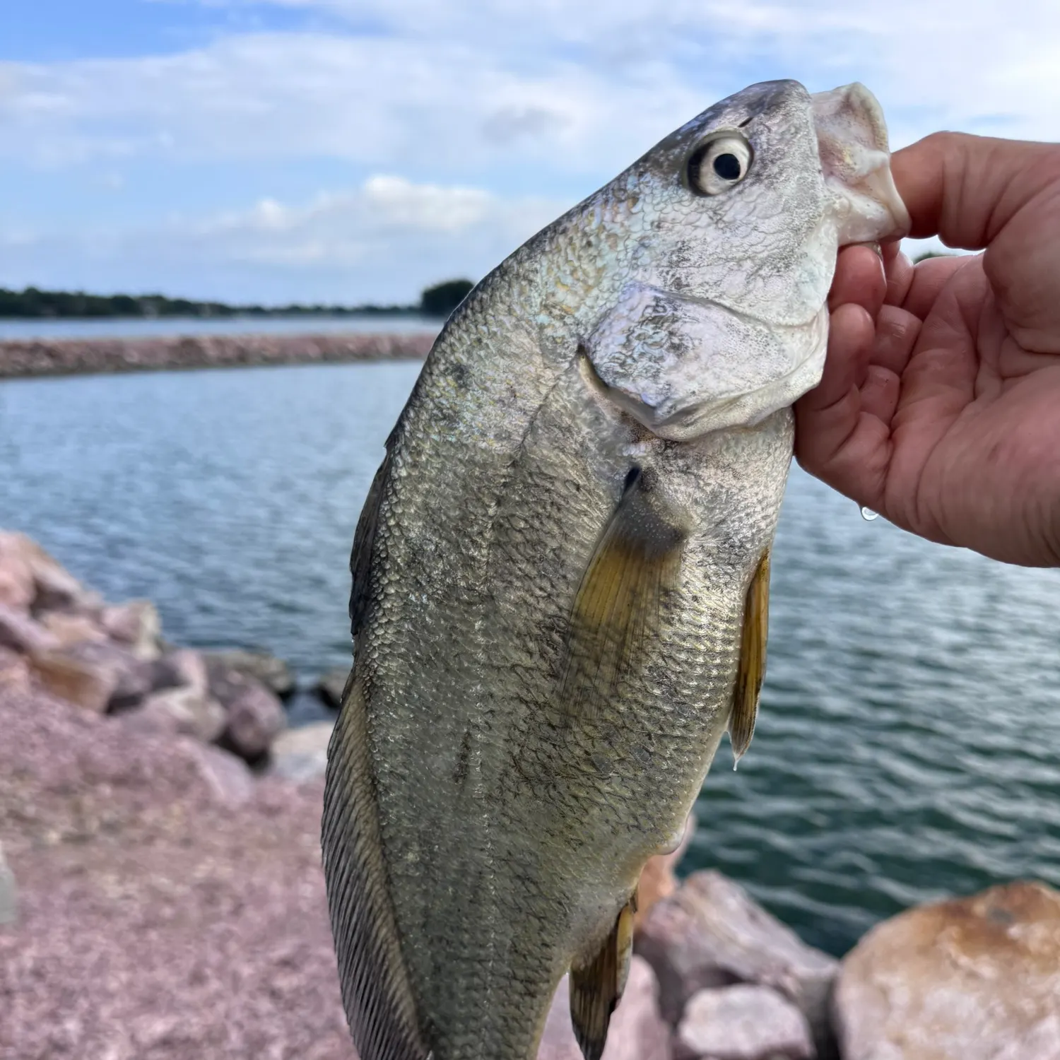 Freshwater drum caught on Fishbrain