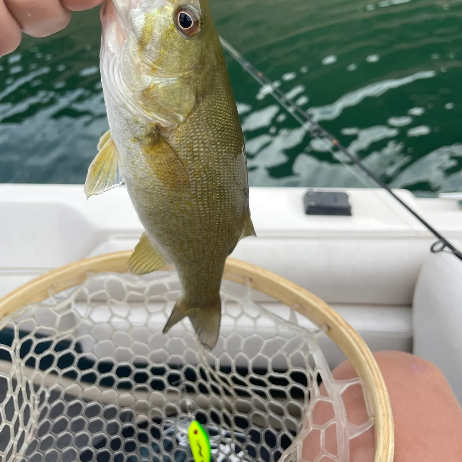 Smallmouth bass caught on Fishbrain