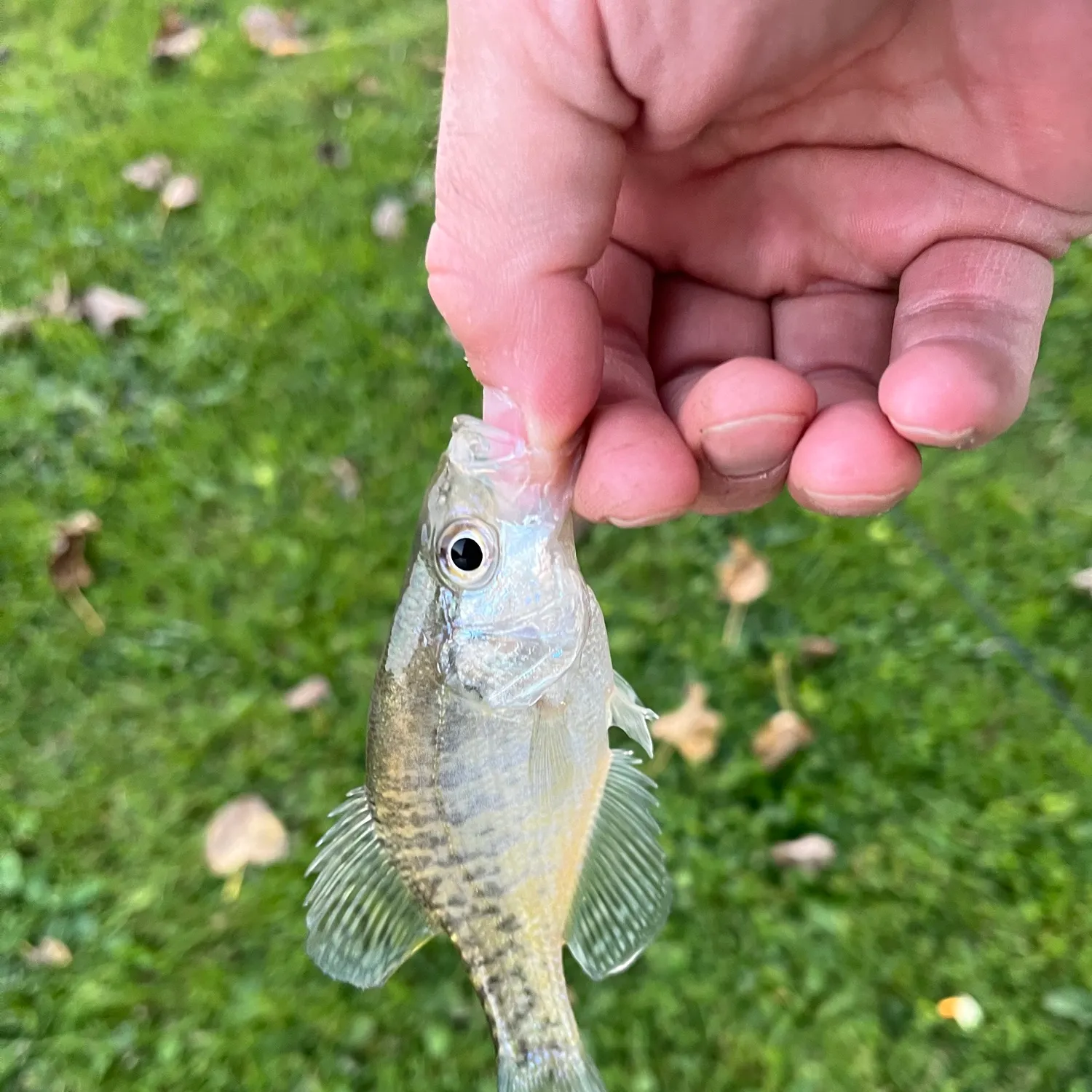 White crappie caught on Fishbrain