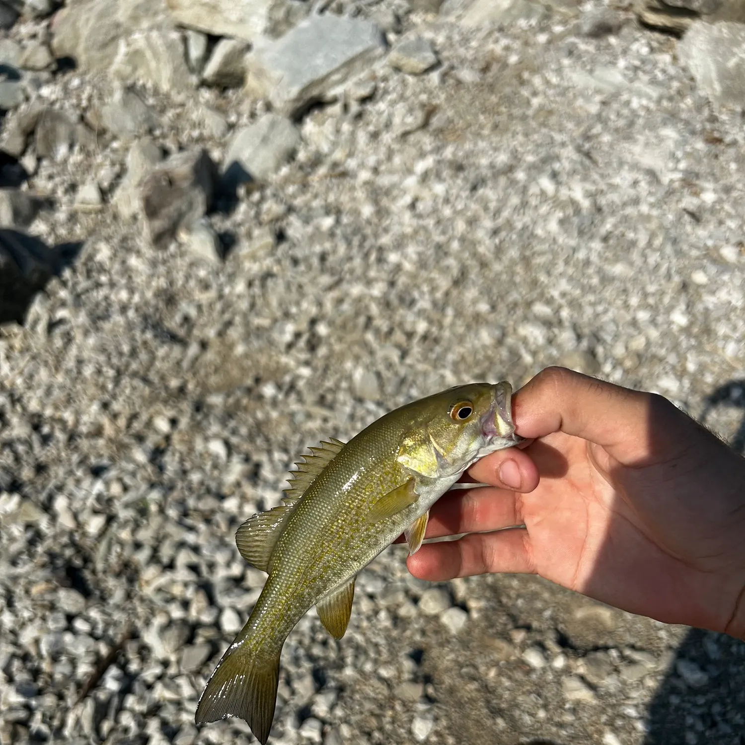 Smallmouth bass caught on Fishbrain