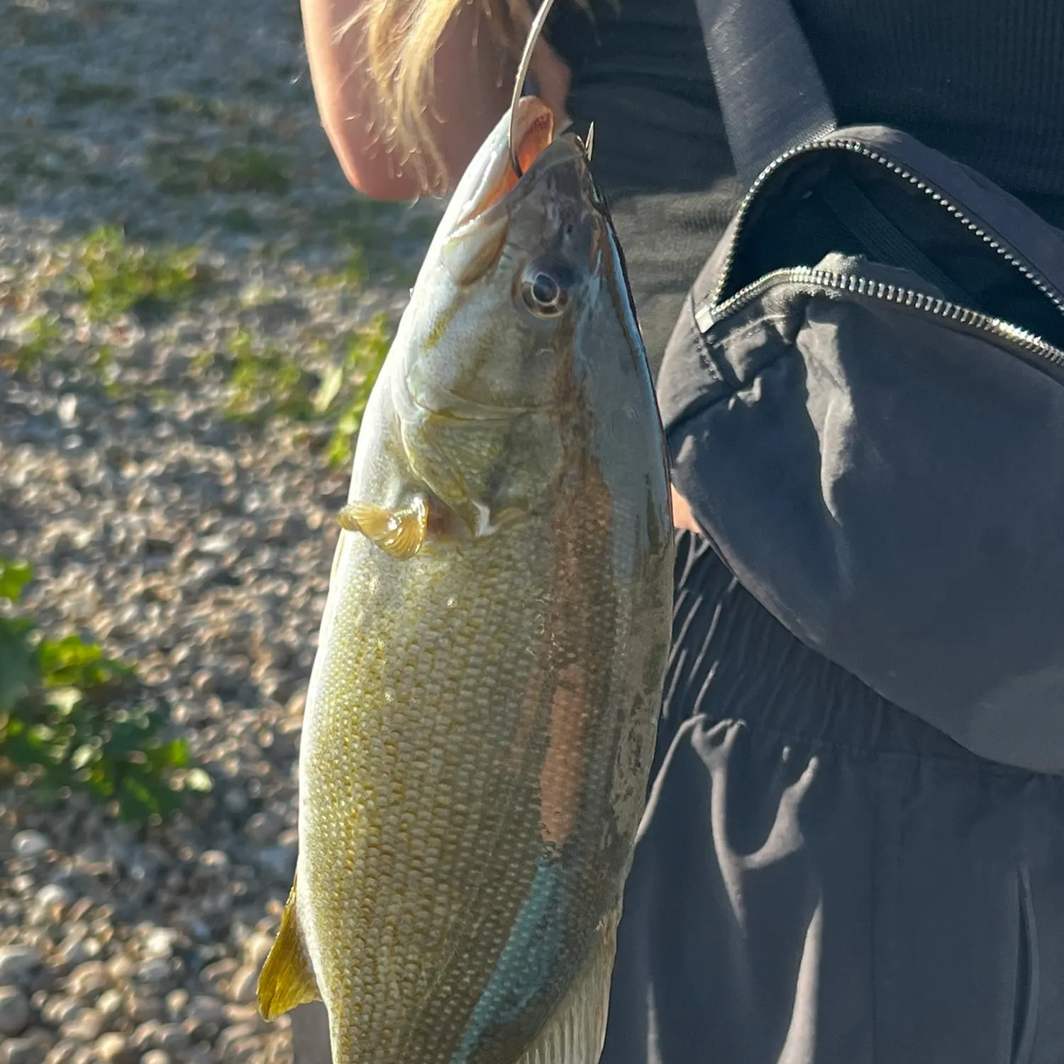 Smallmouth bass caught on Fishbrain