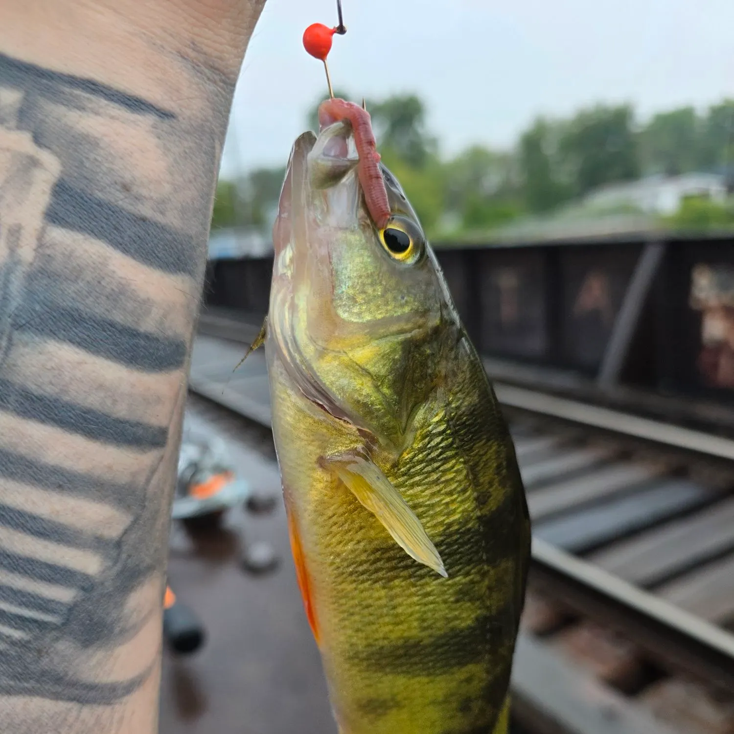 catch