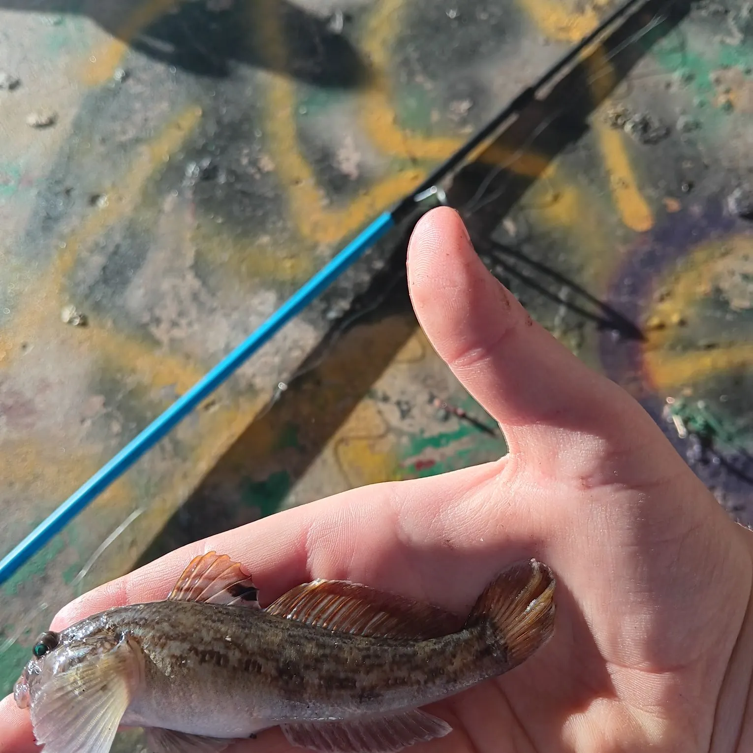 Round goby caught on Fishbrain