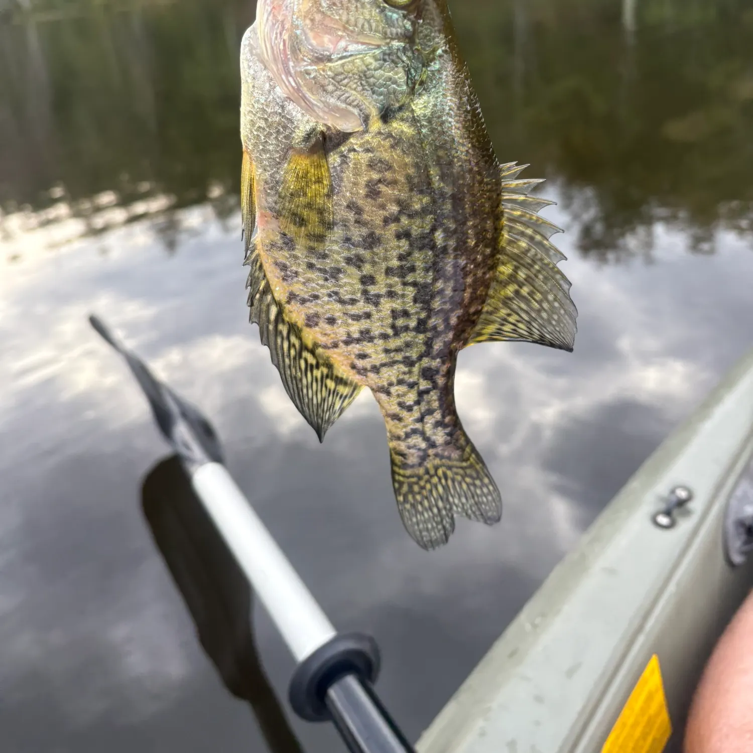 Black crappie caught on Fishbrain