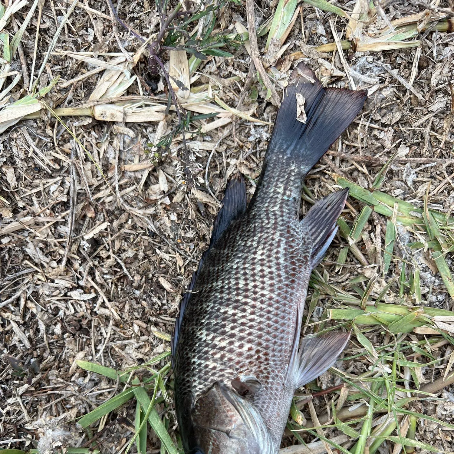 angler catch