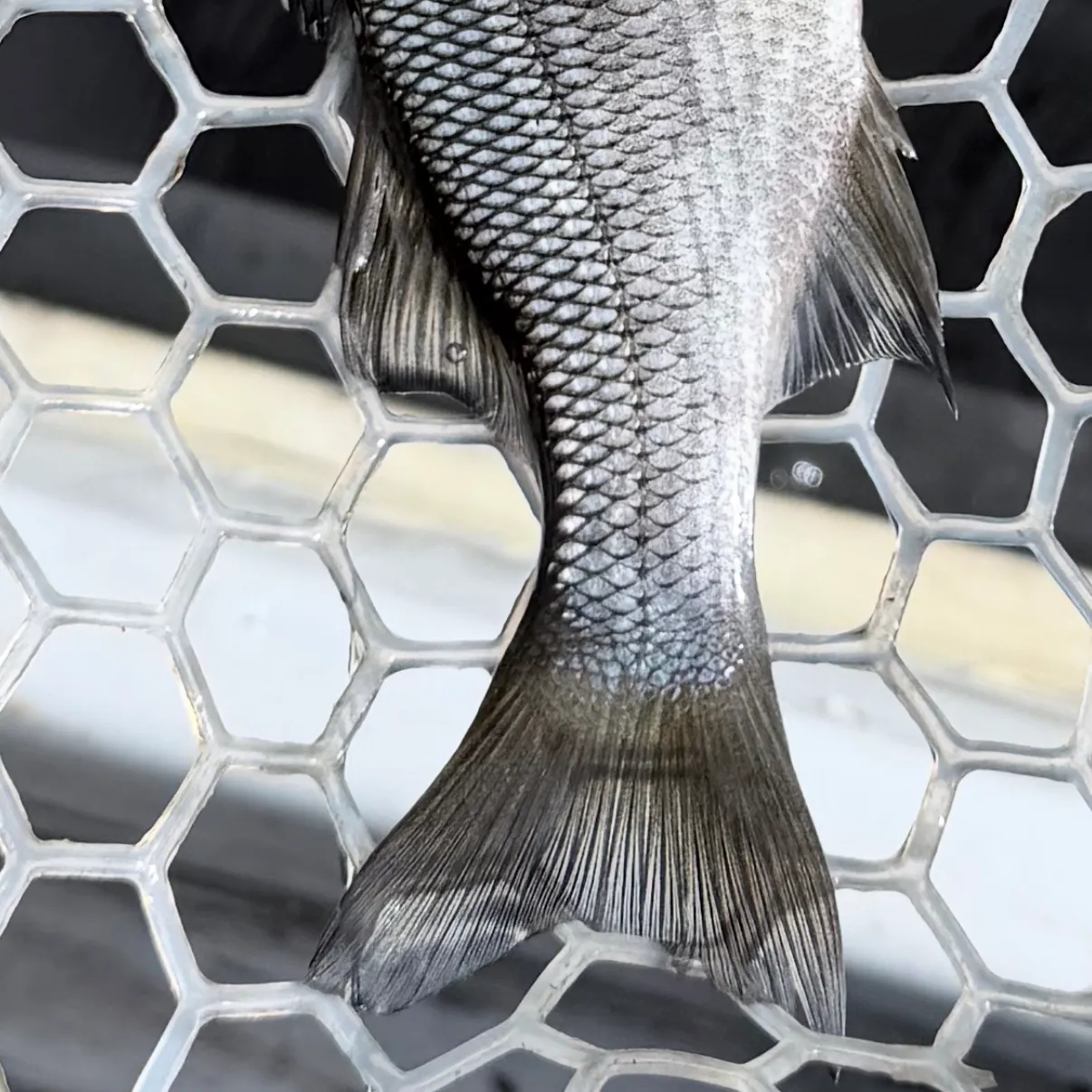 White perch caught on Fishbrain