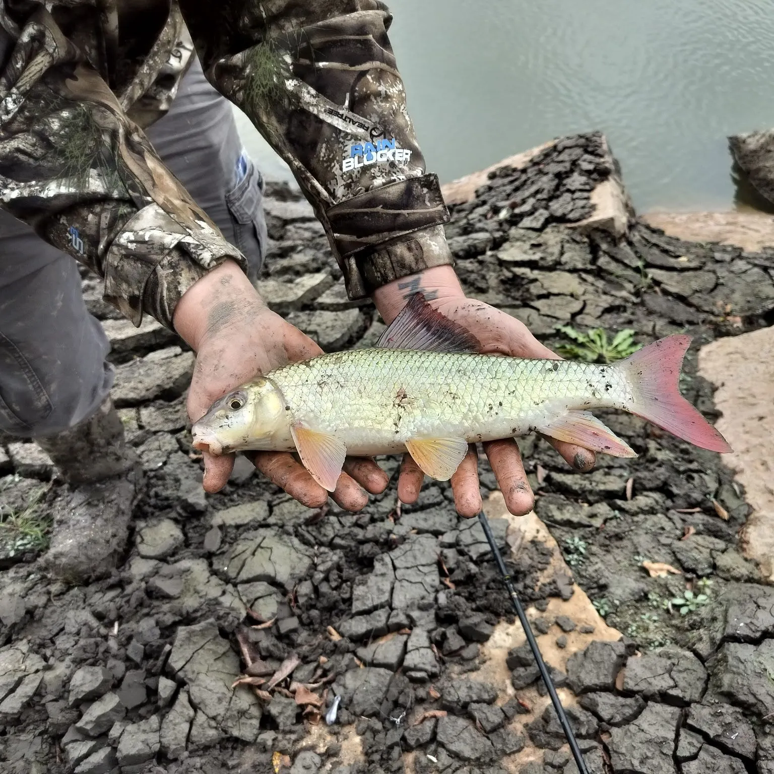 Shorthead redhorse caught on Fishbrain
