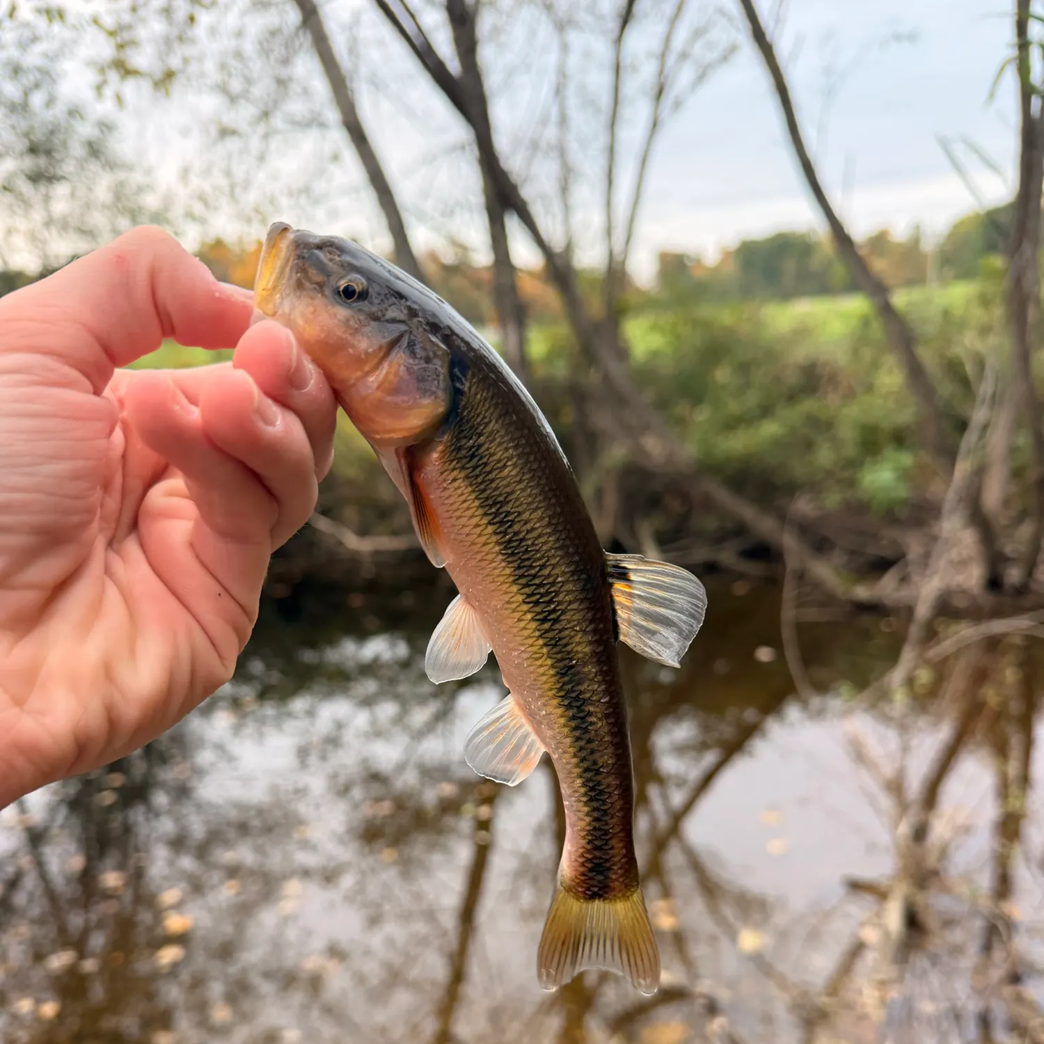 Creek chub caught on Fishbrain