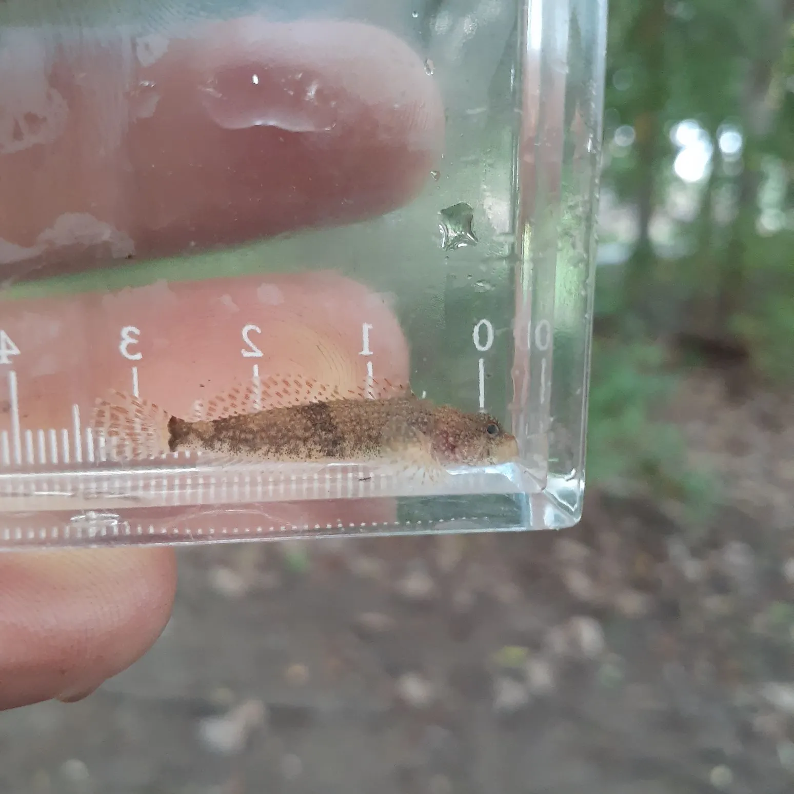 The most recent Mottled sculpin catches on Fishbrain