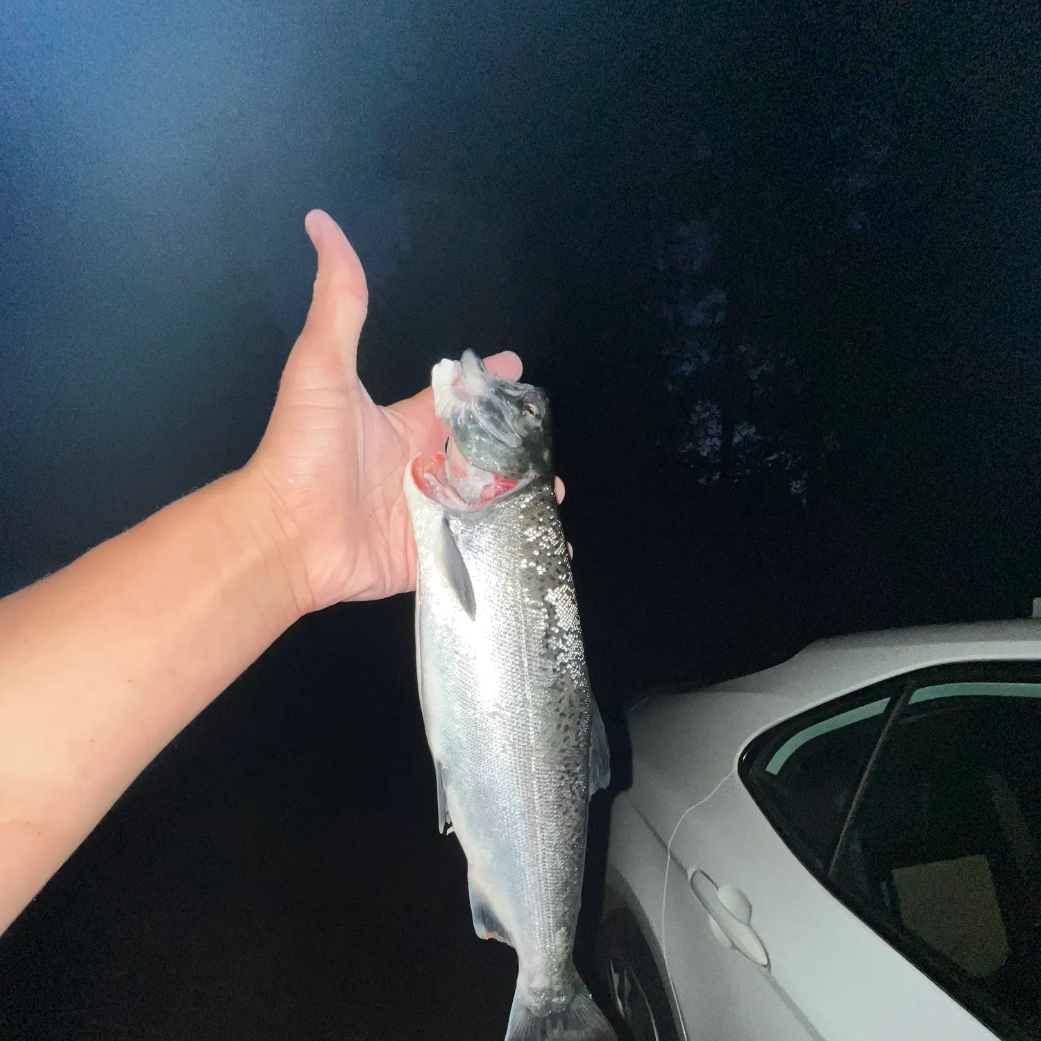 Coho salmon caught on Fishbrain