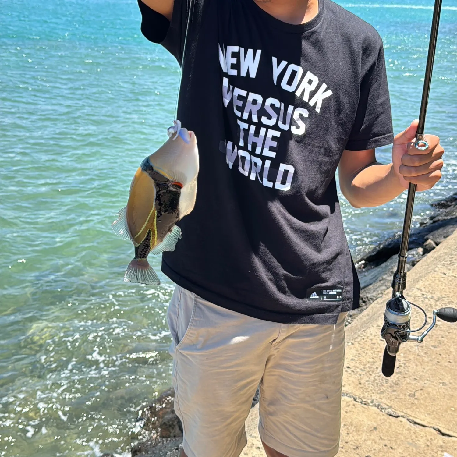 The most recent Wedge-tail triggerfish catches on Fishbrain
