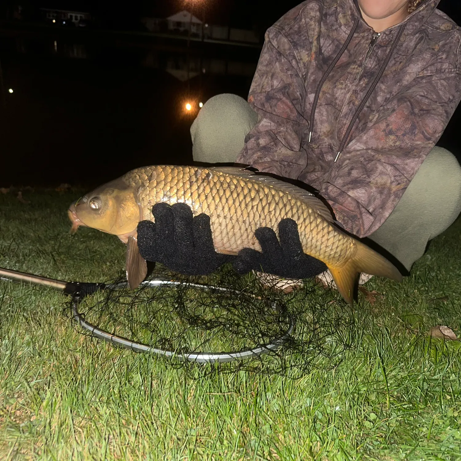 Common carp caught on Fishbrain