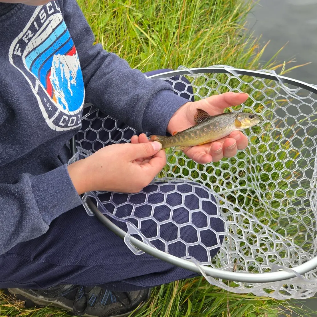 Brown trout caught on Fishbrain