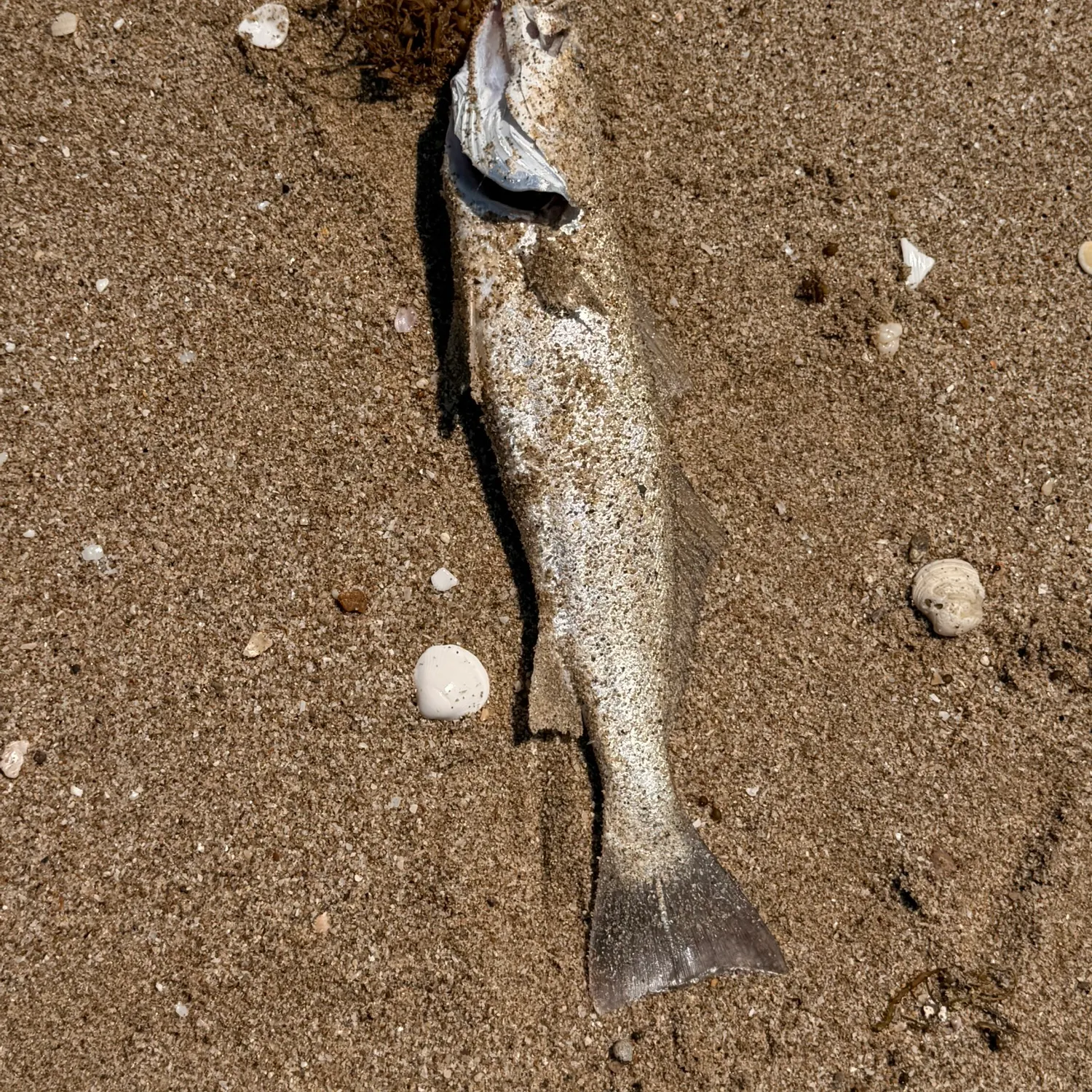 The most recent Stolzmann's weakfish catches on Fishbrain
