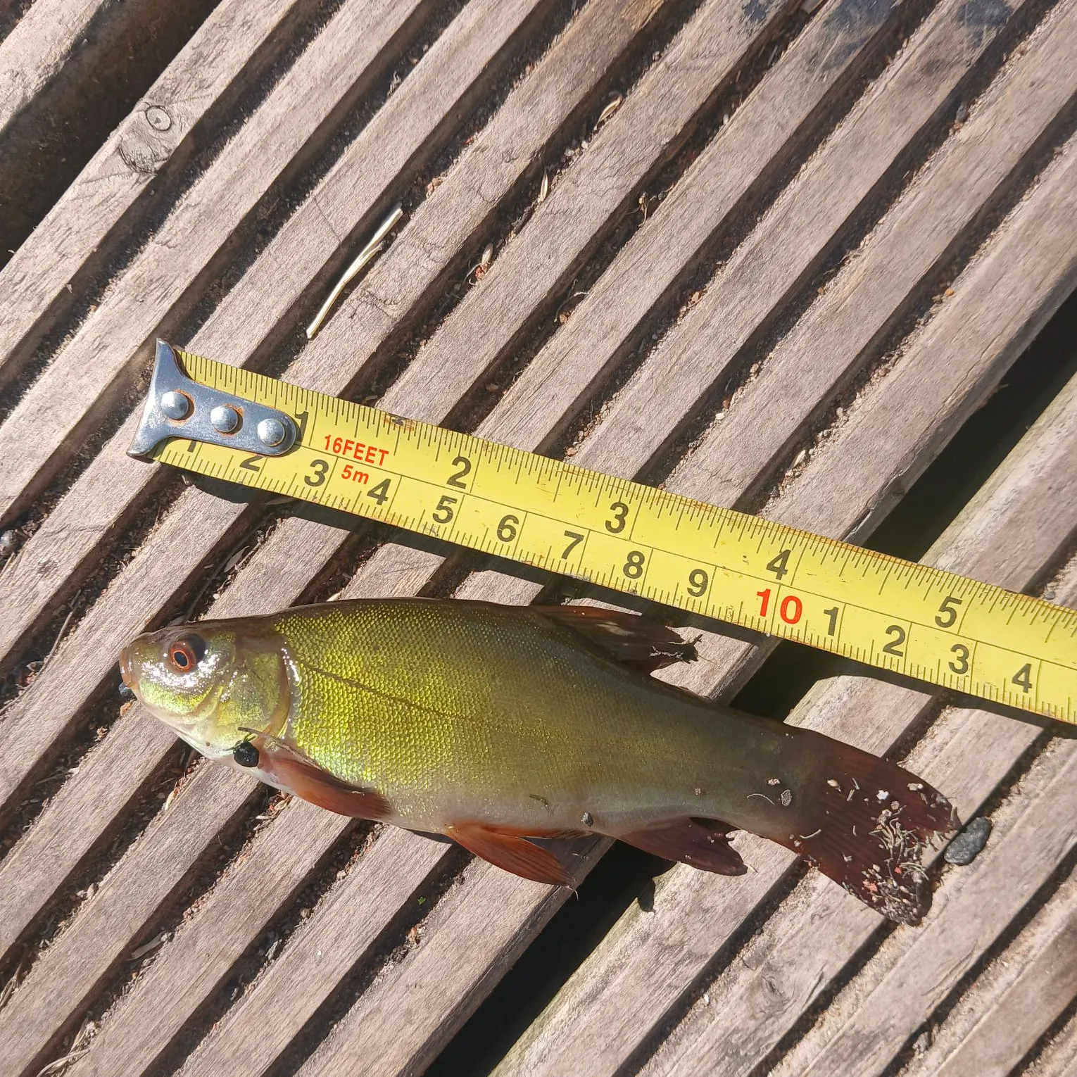 recently logged catches