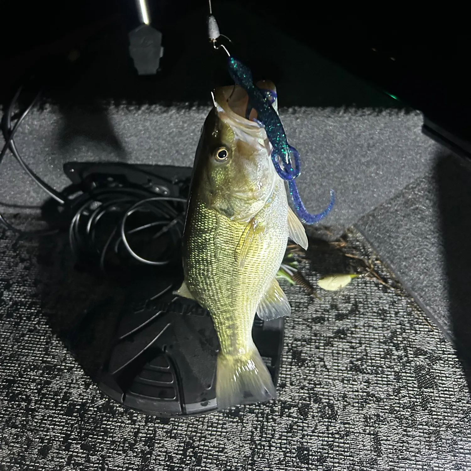 Fish caught on Fishbrain