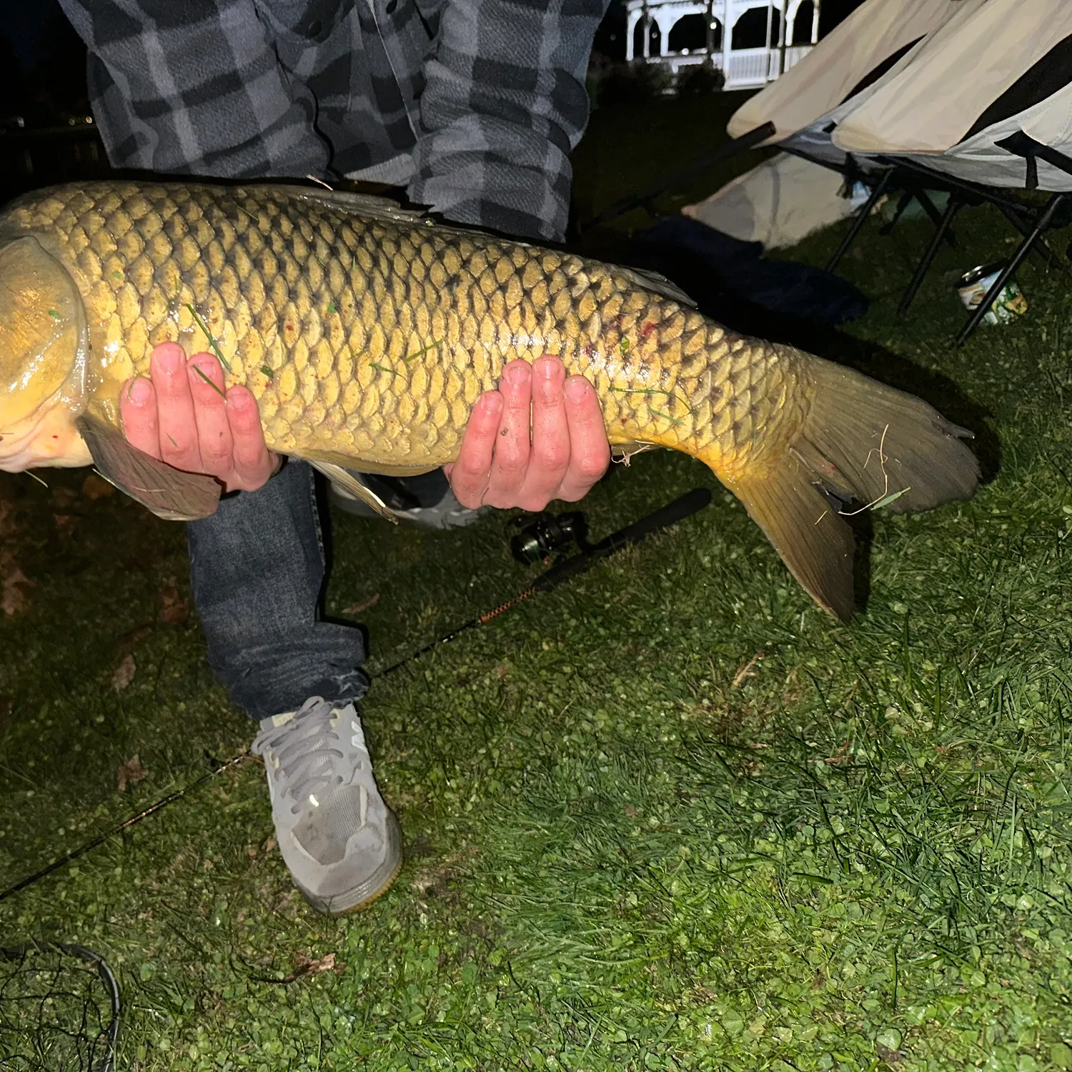Common carp caught on Fishbrain