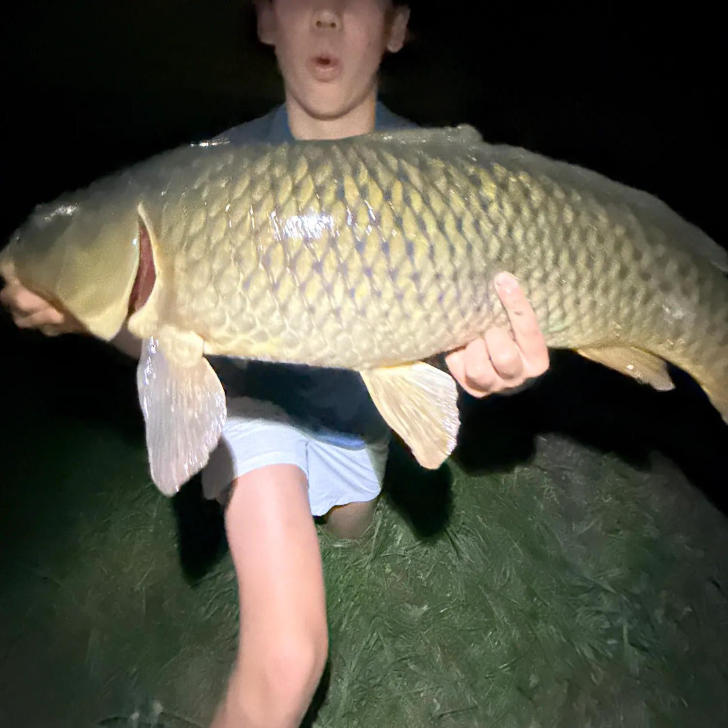 Common carp caught on Fishbrain