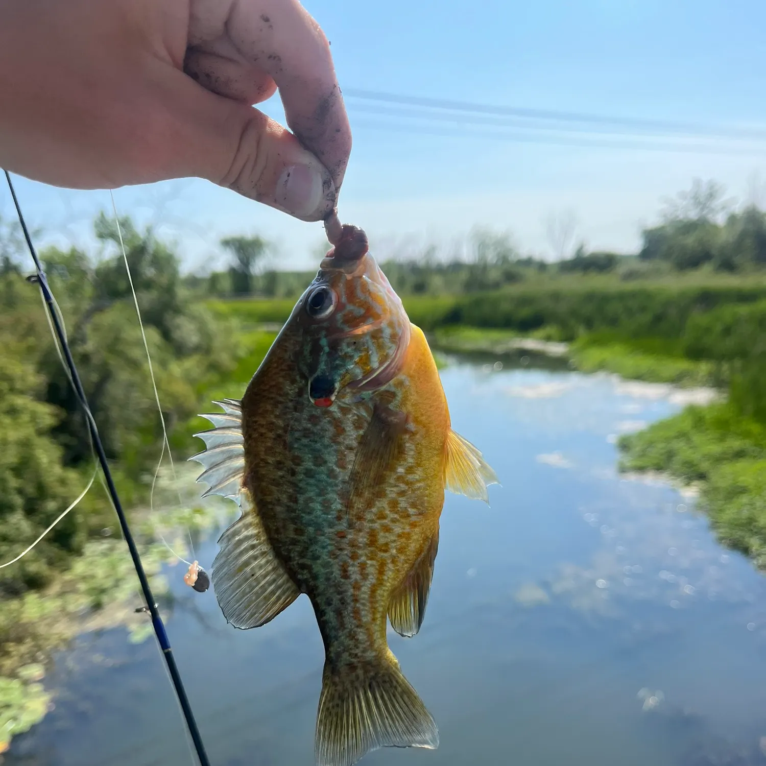 The most recent Pumpkingill hybrid catches on Fishbrain