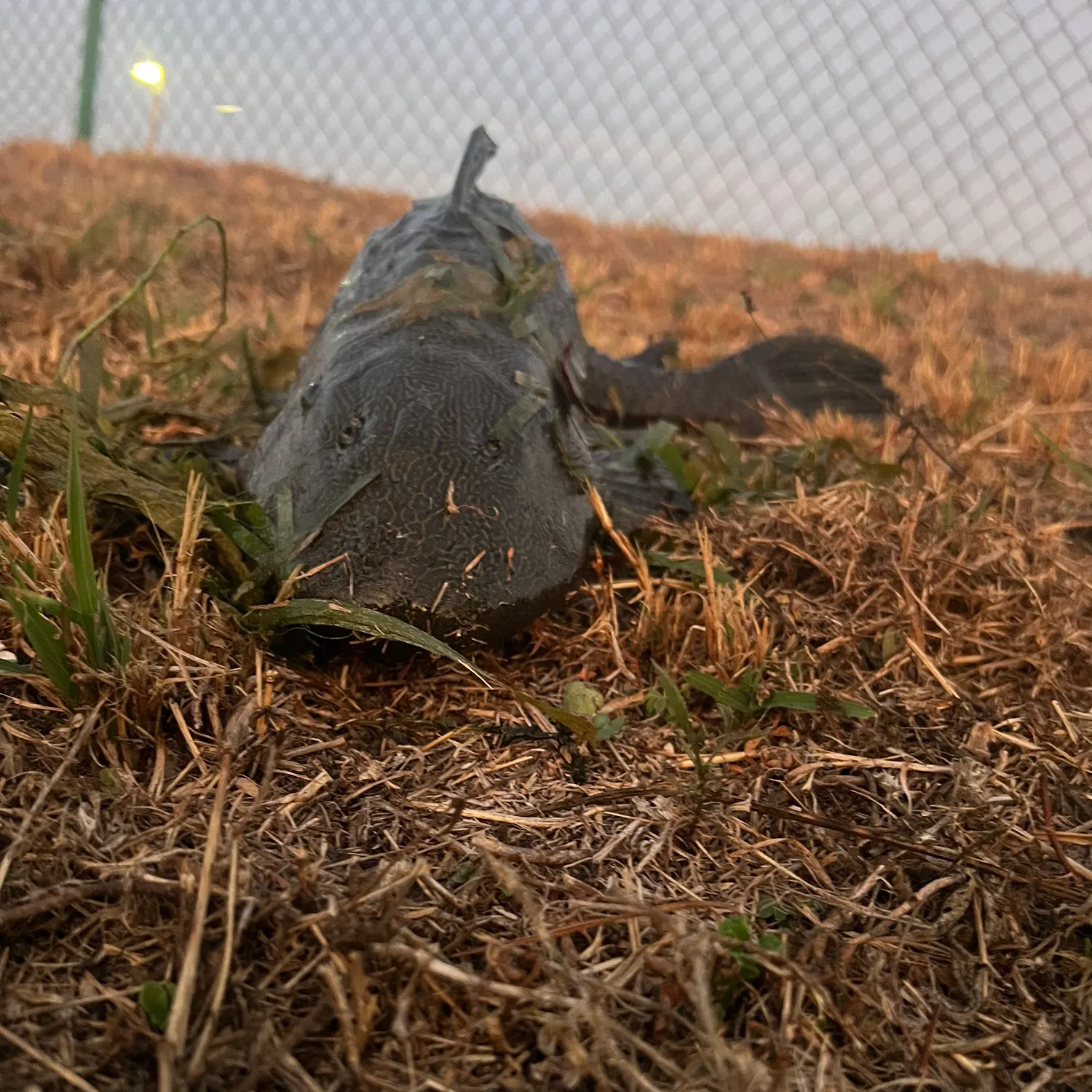 The most recent Suckermouth catfish catches on Fishbrain