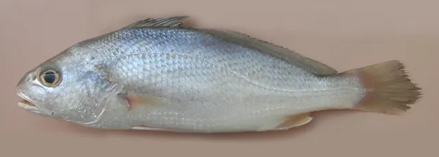 Belanger's croaker