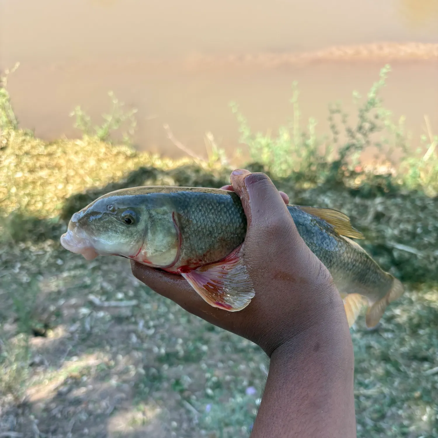 The most recent Northern hogsucker catches on Fishbrain