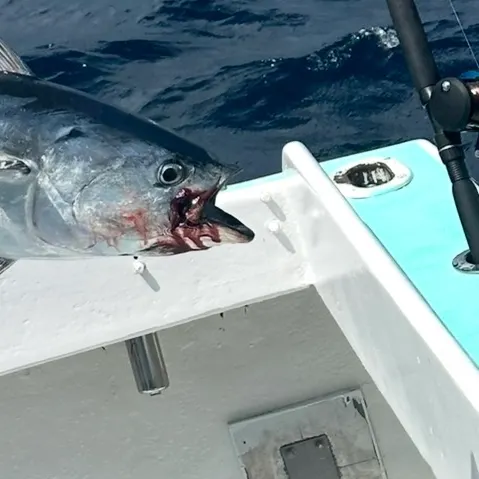 The most recent Little tunny catches on Fishbrain