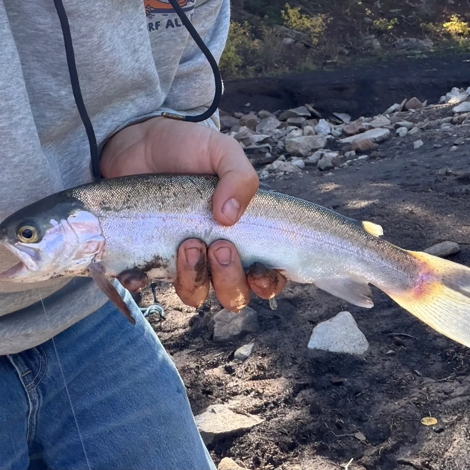 Rainbow trout caught on Fishbrain