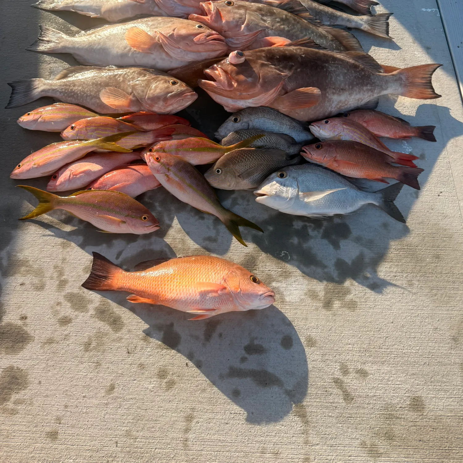 recently logged catches