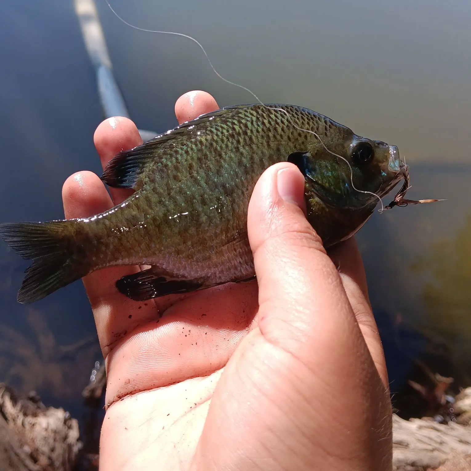 Greengill hybrid caught on Fishbrain
