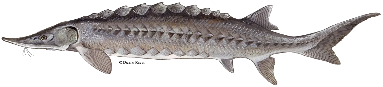 Atlantic sturgeon