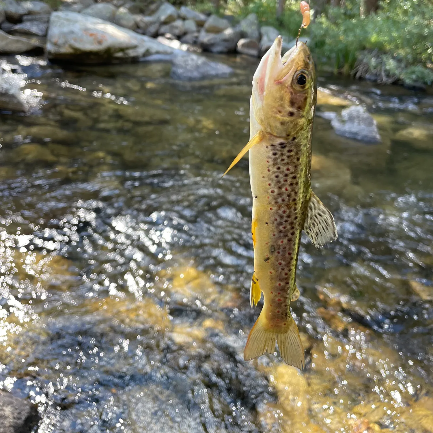 The most recent Lake trout catches on Fishbrain