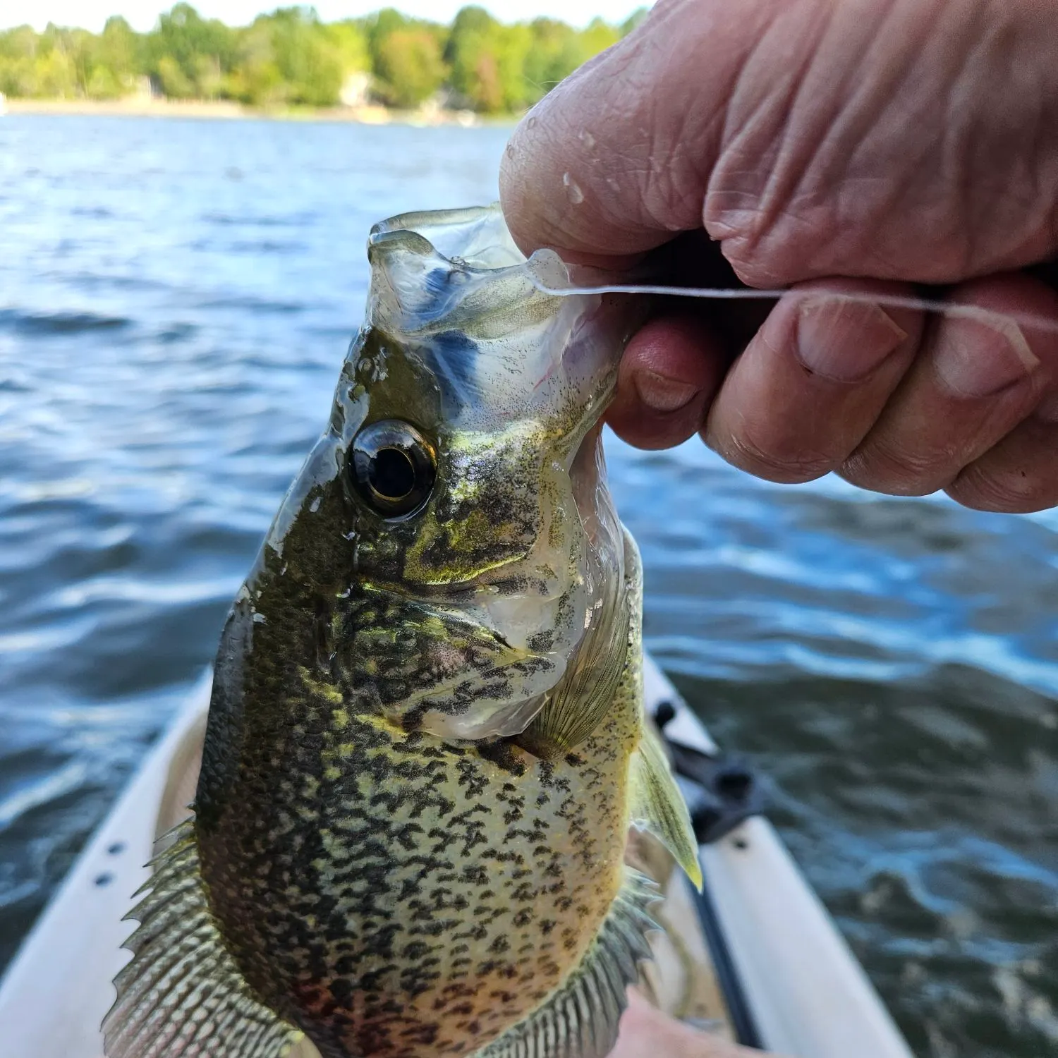 Black crappie caught on Fishbrain