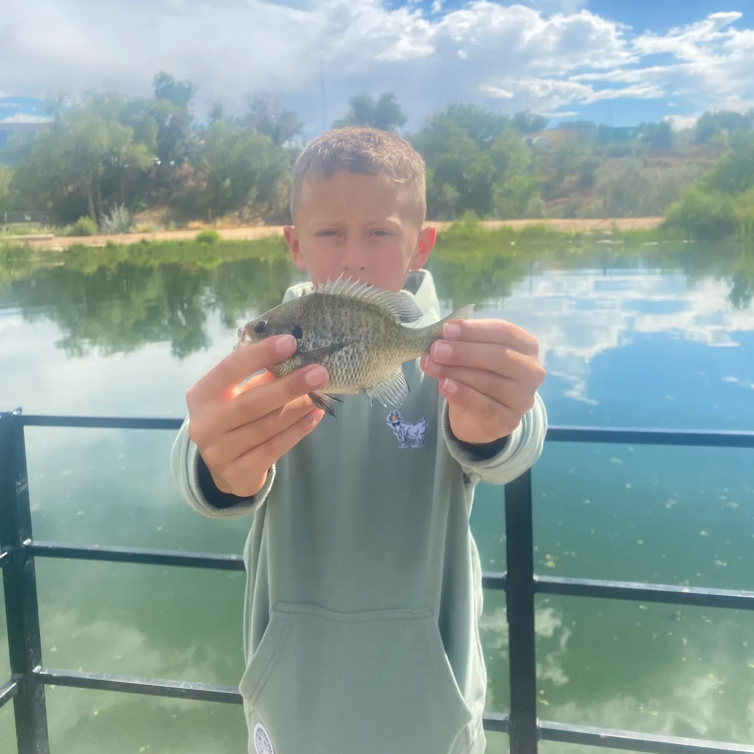Bluegill caught on Fishbrain