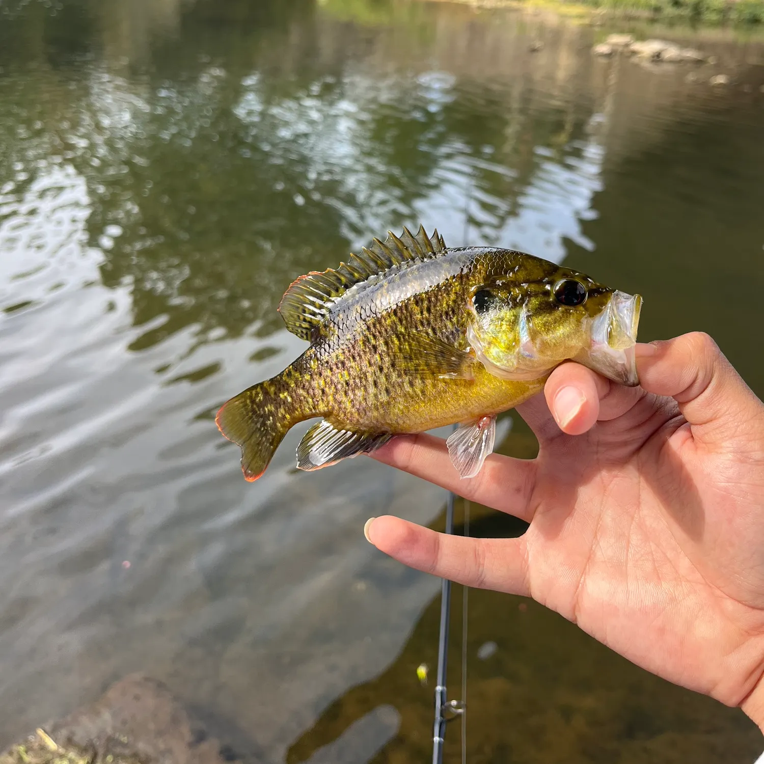 Warmouth caught on Fishbrain