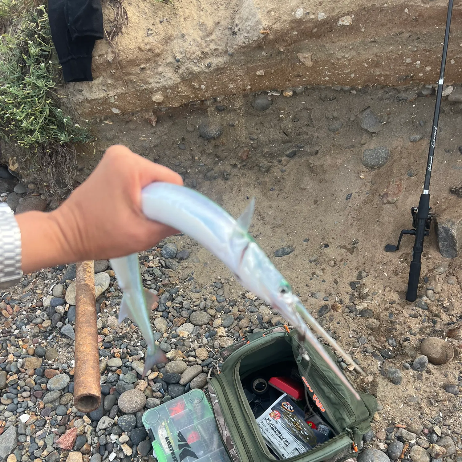 The most recent Banded needlefish catches on Fishbrain