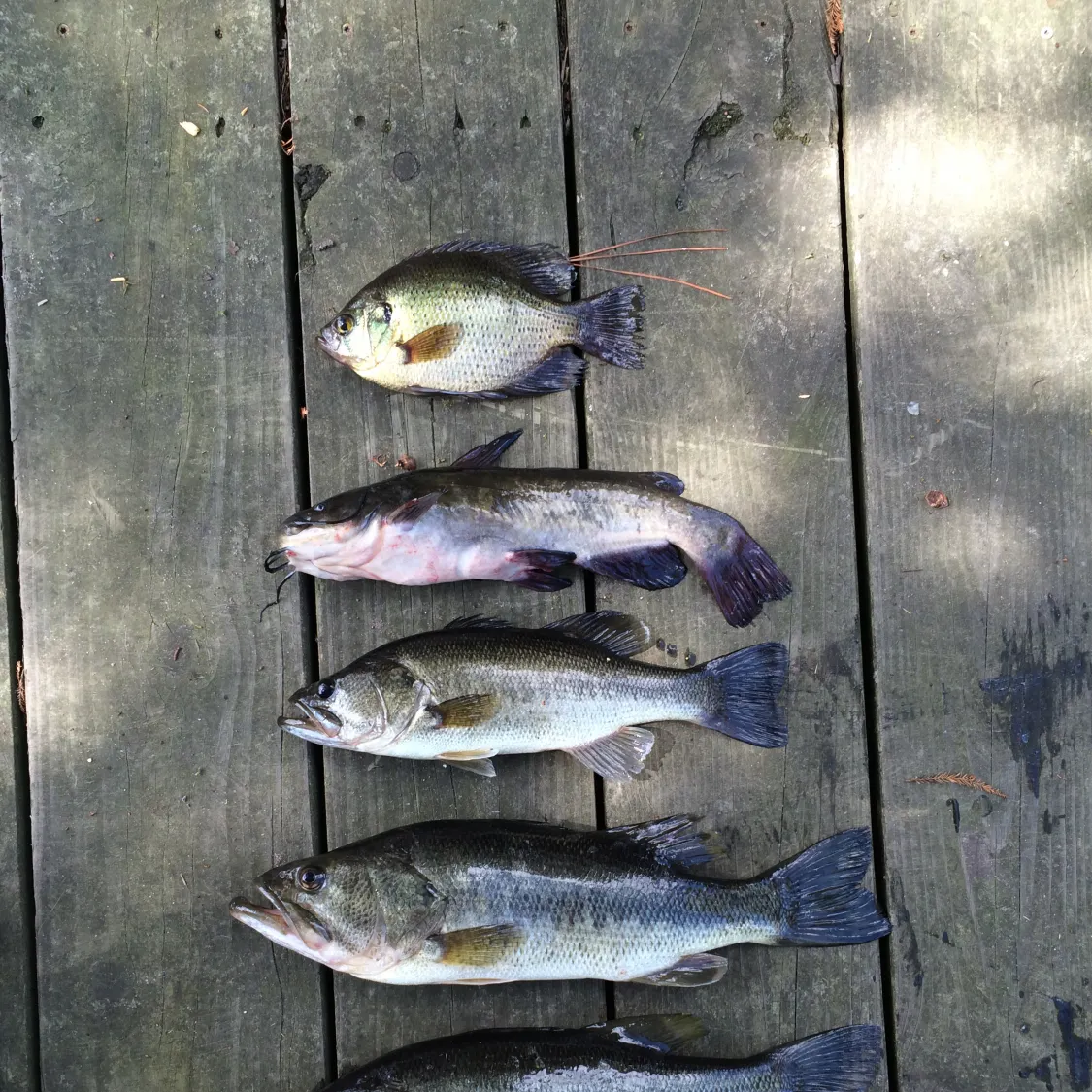 recently logged catches
