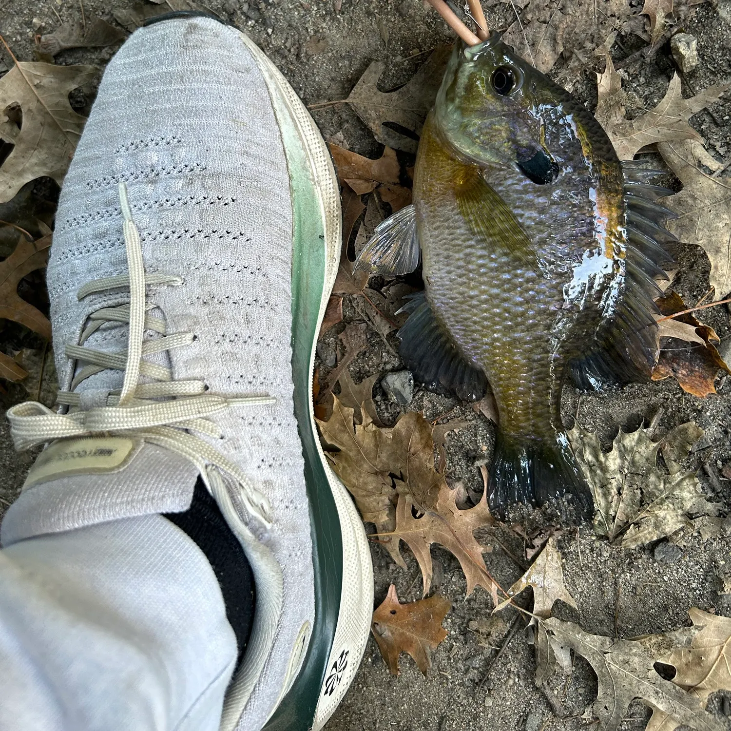 Bluegill caught on Fishbrain