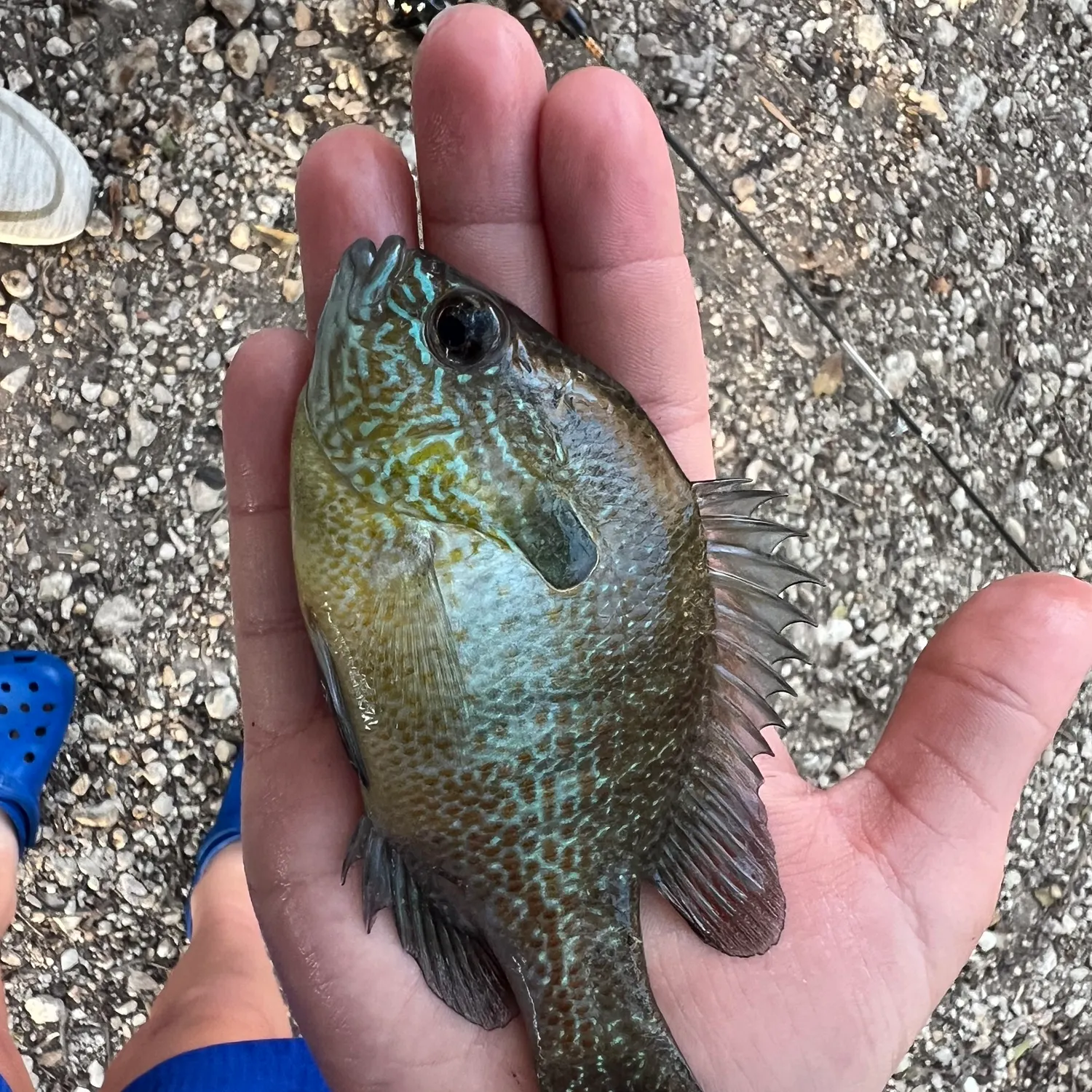 The most recent Orangespotted sunfish catches on Fishbrain