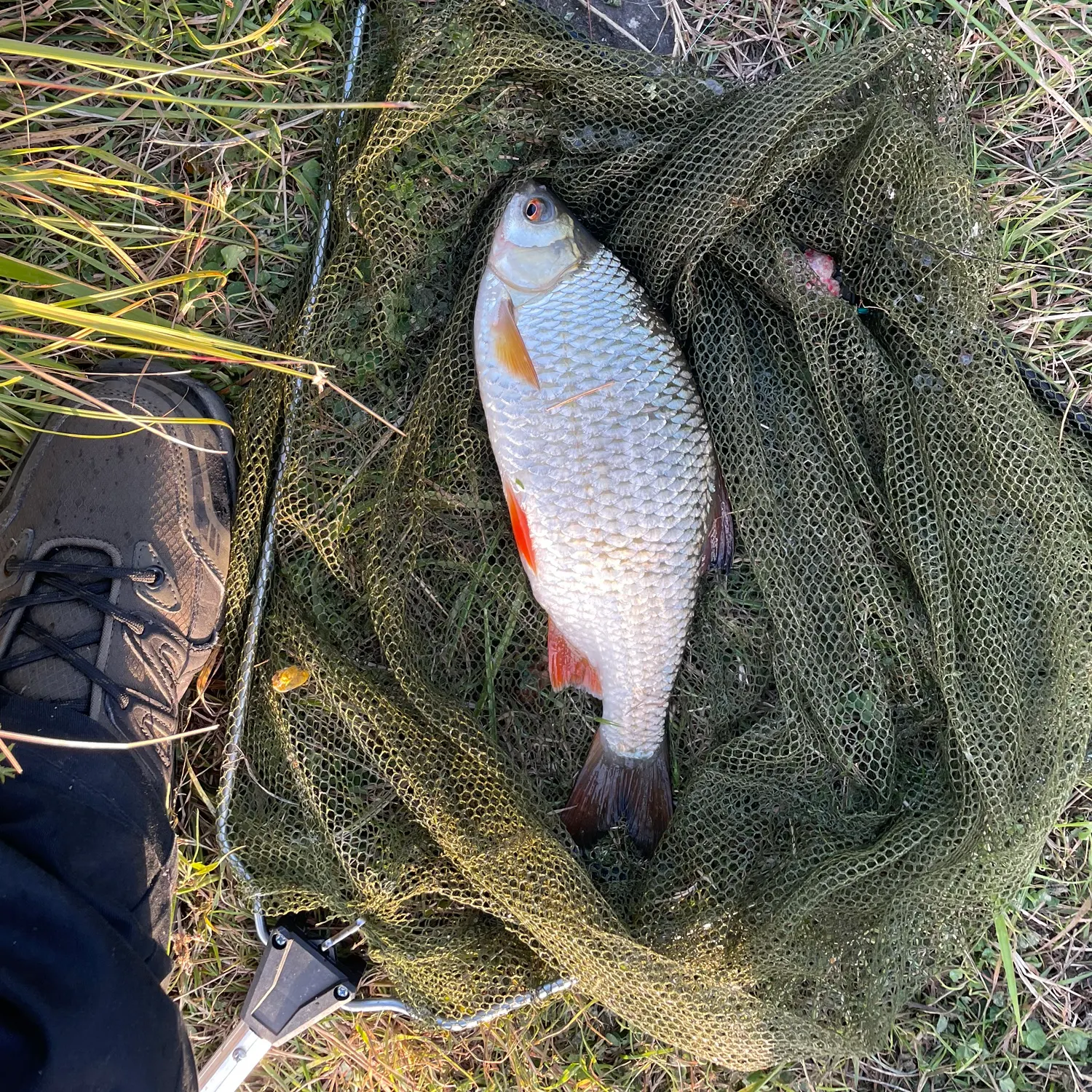 Common rudd caught on Fishbrain