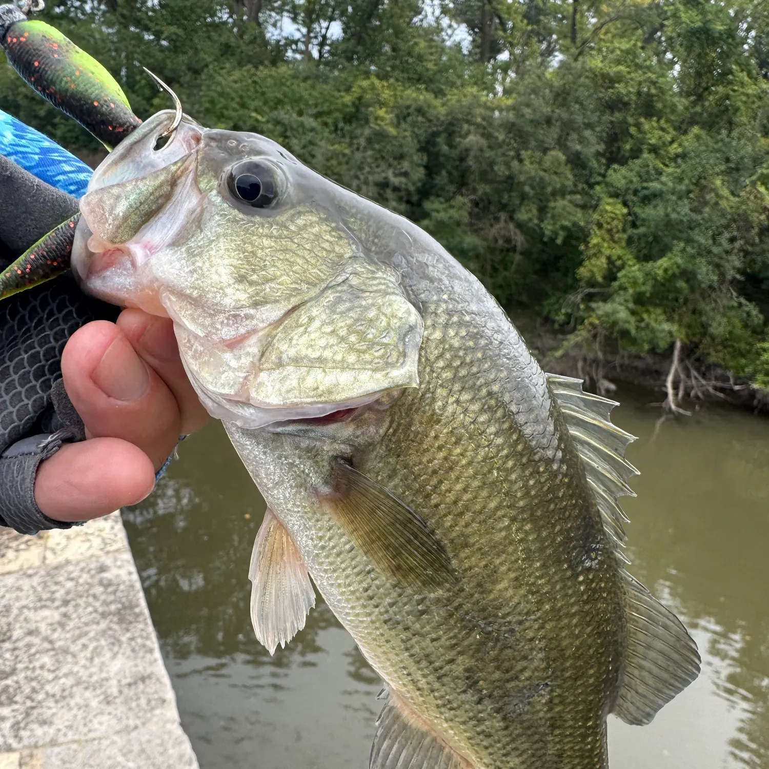 Largemouth bass caught on Fishbrain