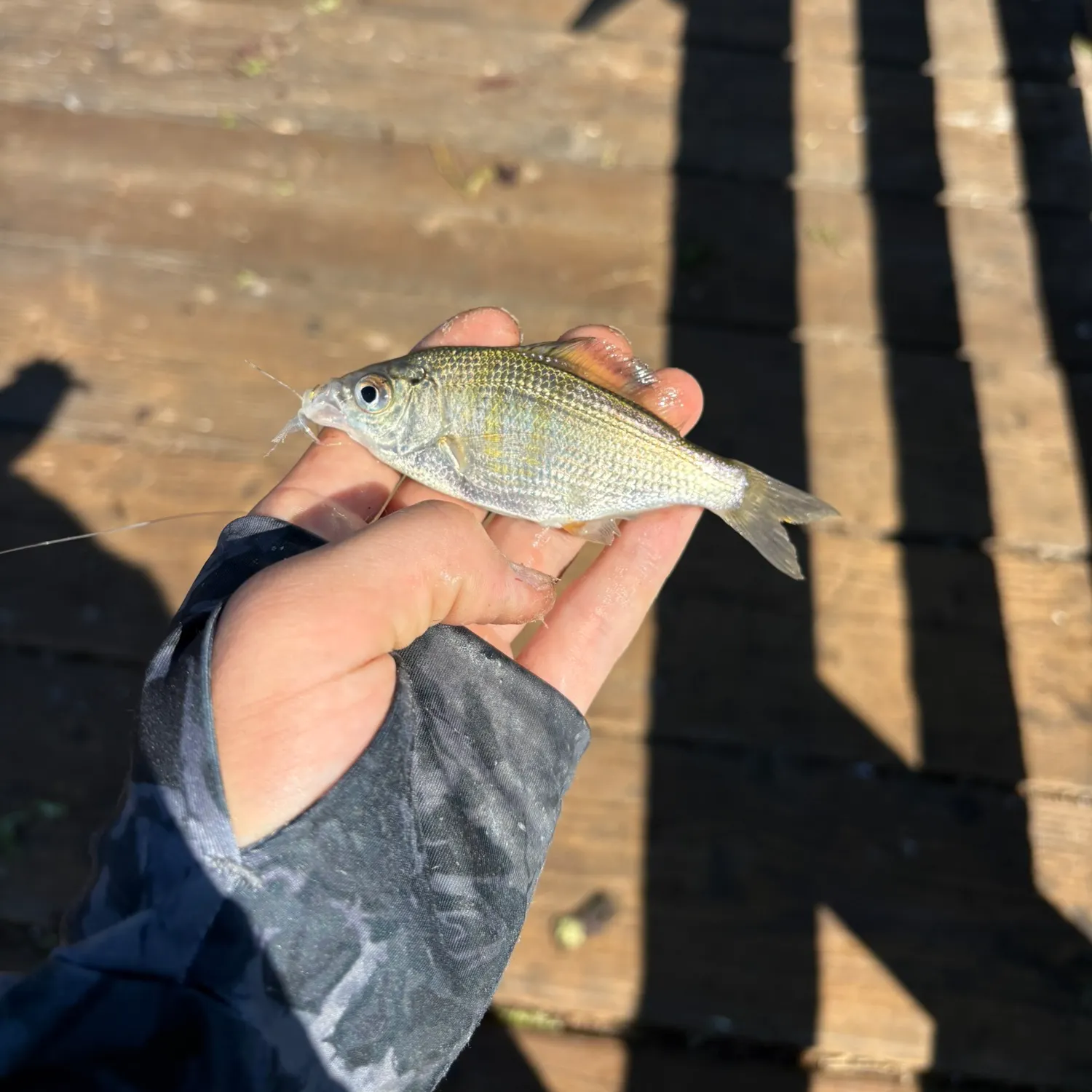 The most recent Shiner perch catches on Fishbrain